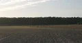 Common crane swarm crowd standing and flying in field landscape 4k or 4k+ Resolution