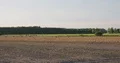 Common crane swarm crowd standing and flying in field landscape 4k or 4k+ Resolution