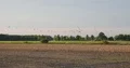 Common crane swarm crowd standing and flying in field landscape 4k or 4k+ Resolution