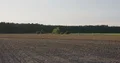 Common crane swarm crowd standing and flying in field landscape 4k or 4k+ Resolution
