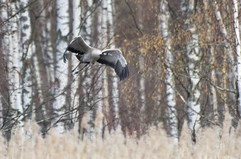 Common Crane taking off in the forest behind the reeds Stock Photos