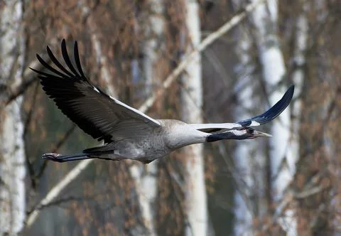 Common Crane taking off in the forest behind the reeds Foto stock