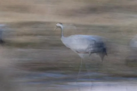 Common crane walking. Foto stock