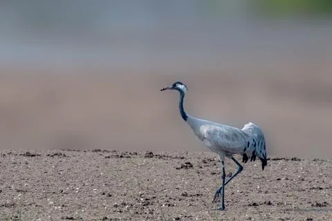 Common Crane in wet field Stock Photos