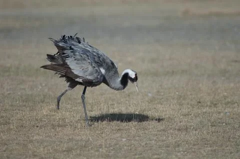 Common crane without part of one leg. Stock Photos