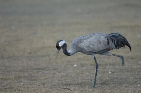 Common crane without part of one leg searching for food. Stock Photos