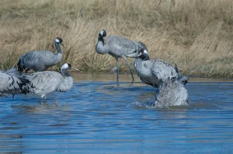 Common cranes bathing in a lagoon. Stock Photos