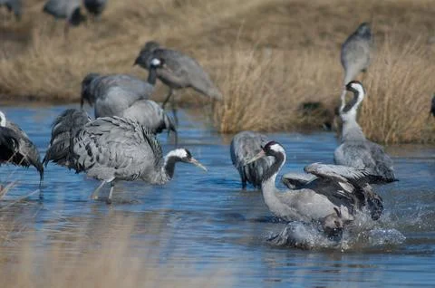 Common cranes bathing in a lagoon. Stock Photos