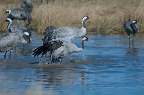 Common cranes bathing in a lagoon. Stock Photos