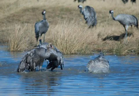 Common cranes bathing in a lagoon. Stock Photos