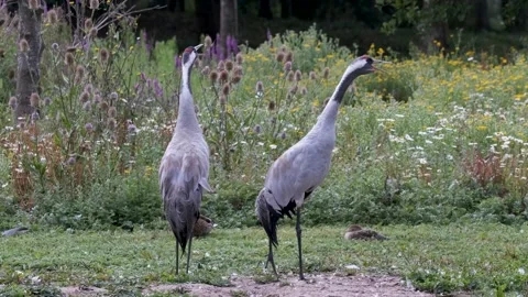 Common Cranes Birds Mating Pair  Slow Motion UK 2020 Stock Footage 137697872