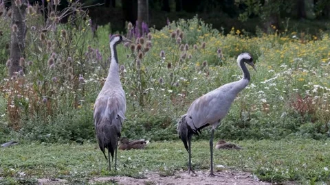Common Cranes, Birds Mating Pair Calling Sound 60fps UK 2020 Stock Footage 137697929