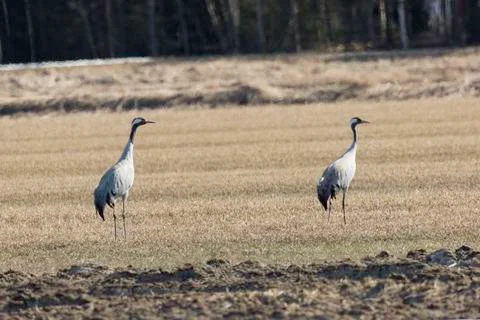 Common Cranes in Field Stock Photos