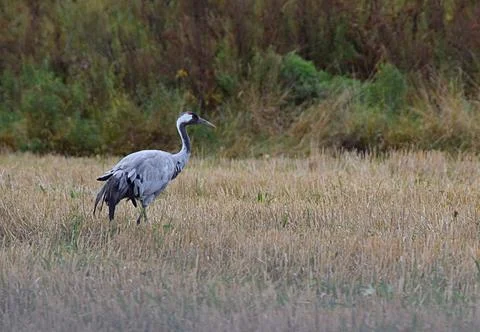 Common cranes in the field Stock Photos