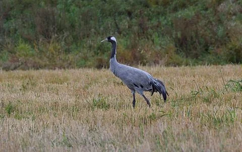 Common cranes in the field Foto stock