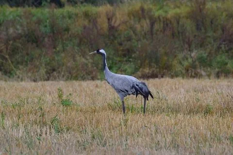 Common cranes in the field Stock Photos