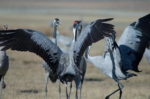 Common cranes fighting. Stock Photos