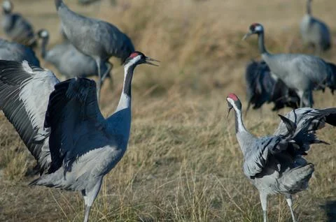 Common cranes fighting. Stock Photos
