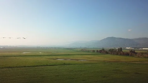 Common Cranes In flight Aerial view Stock Footage 109279975