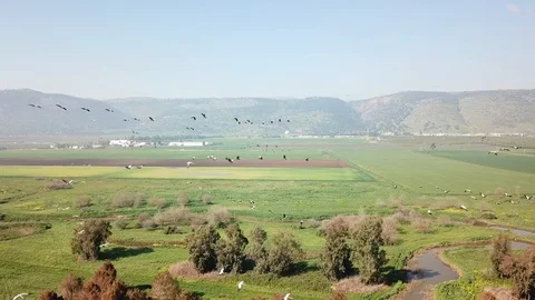 Common Cranes In flight Aerial view Stock Footage 109284363