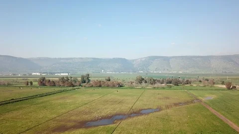 Common Cranes In flight Aerial view Stock Footage 109288376