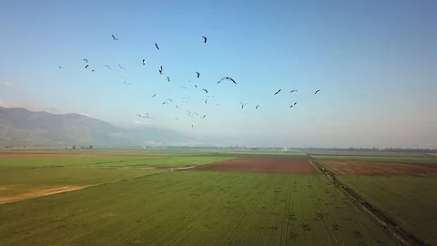 Common Cranes In flight Aerial view Stock Footage 109327001