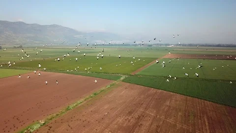 Common Cranes In flight Aerial view Stock Footage 109496800