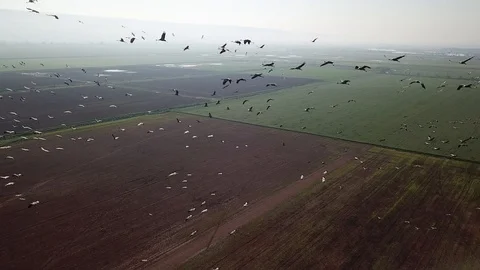 Common Cranes In flight Aerial view Stock Footage 109499806