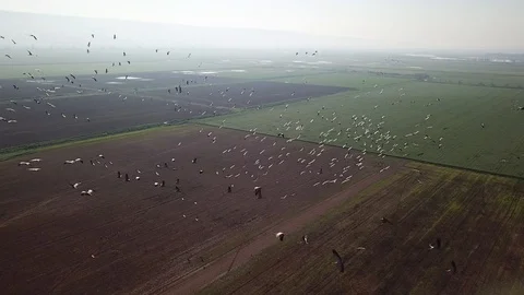 Common Cranes In flight Aerial view Stock Footage 109504557