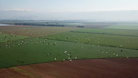 Common Cranes In flight Aerial view Stock Footage 109507251