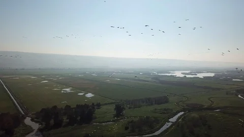 Common Cranes In flight Aerial view Stock Footage 109528693