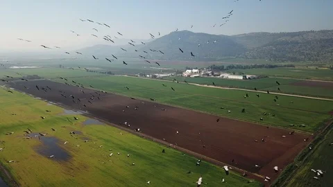 Common Cranes In flight Aerial view Stock Footage 109537707