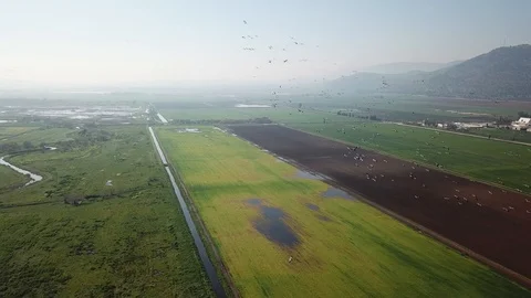 Common Cranes In flight Aerial view Stock Footage 109541320