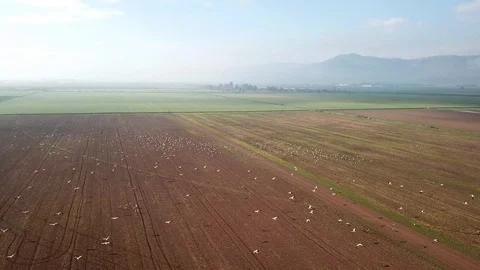 Common Cranes In flight Aerial view Stock Footage 109568379