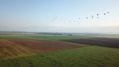 Common Cranes In flight Aerial view Stock Footage 109574429