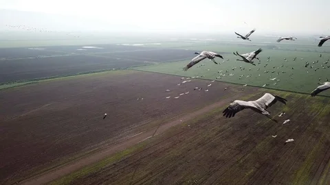 Common Cranes In flight Aerial view Stock Footage 109591607