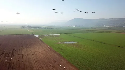 Common Cranes In flight Aerial view Stock Footage 109601786