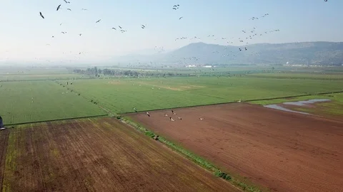 Common Cranes In flight Aerial view Stock Footage 109604102