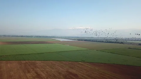 Common Cranes In flight Aerial view Stock Footage 109604104