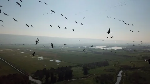 Common Cranes In flight Aerial view Stock Footage 109621044