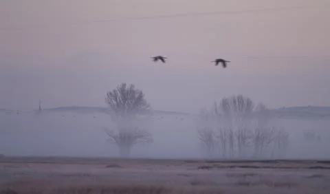 Common cranes in flight at dawn. Stock Photos