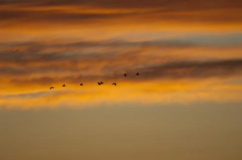 Common cranes in flight at dawn. Stock Photos