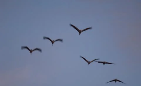 Common cranes in flight at dawn. Stock Photos