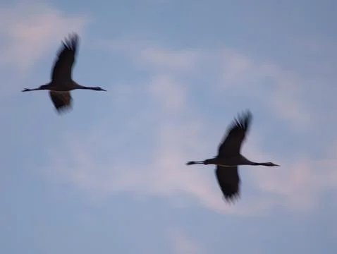 Common cranes in flight at dawn. Stock Photos
