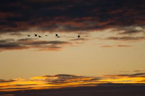 Common cranes in flight at dawn. Stock Photos