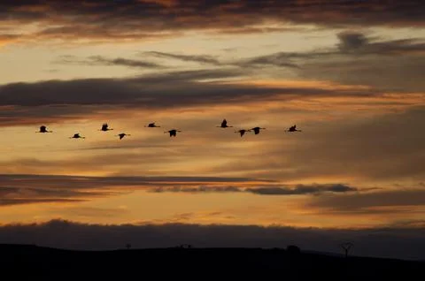 Common cranes in flight at dawn. Stock Photos