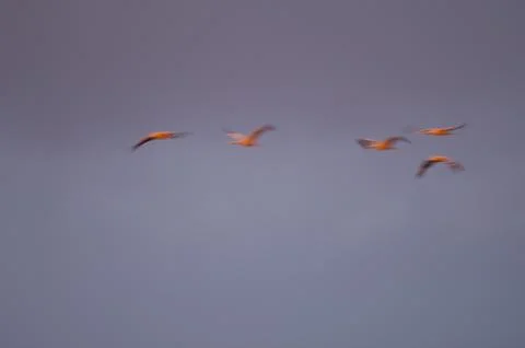 Common cranes in flight at dawn. Stock Photos