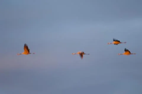 Common cranes in flight at dawn. Stock Photos