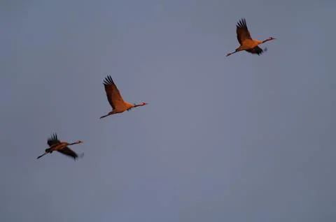 Common cranes in flight at dawn. Stock Photos