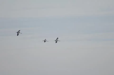 Common cranes in flight. Stock Photos